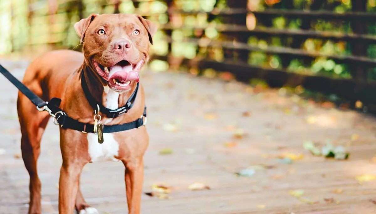 brown pitbull walking with black harness and leash