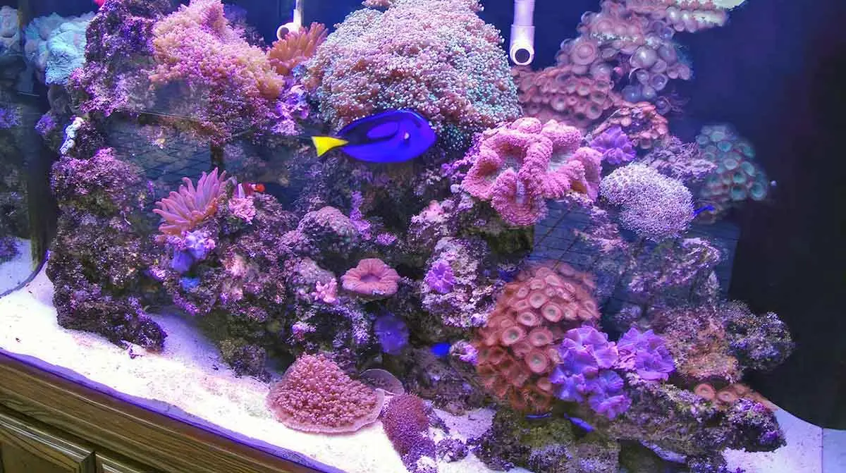 saltwater fish tank aquarium set up blue tang fish