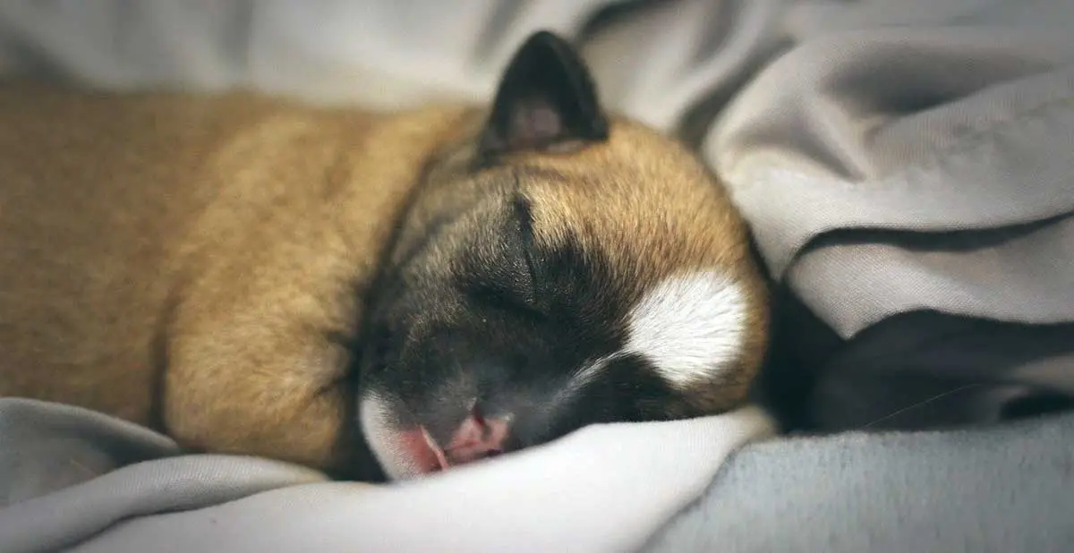puppy in bed sleeping