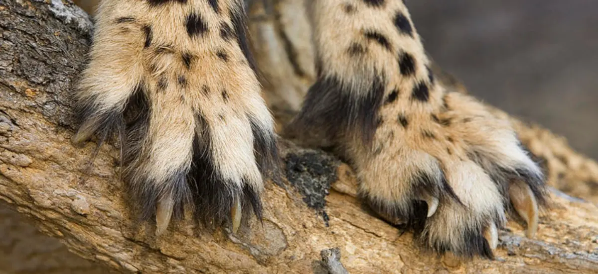 the claws of a cheetah cannot retract
