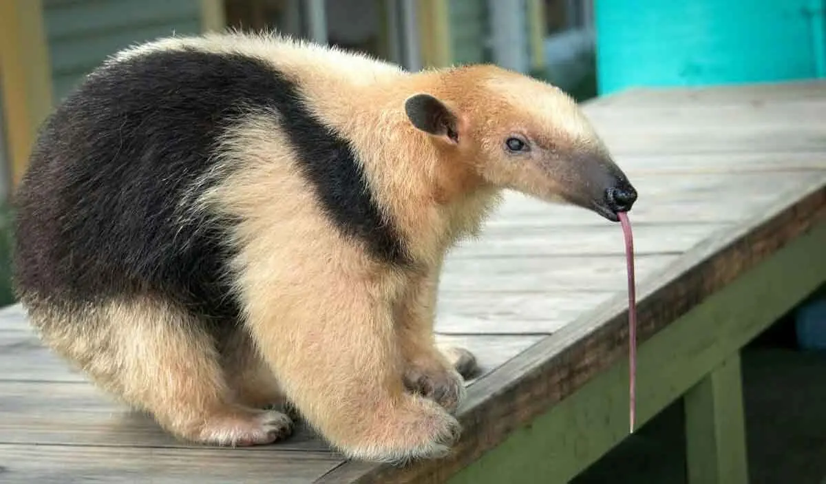 southern tamandua lesser anteater with tongue out
