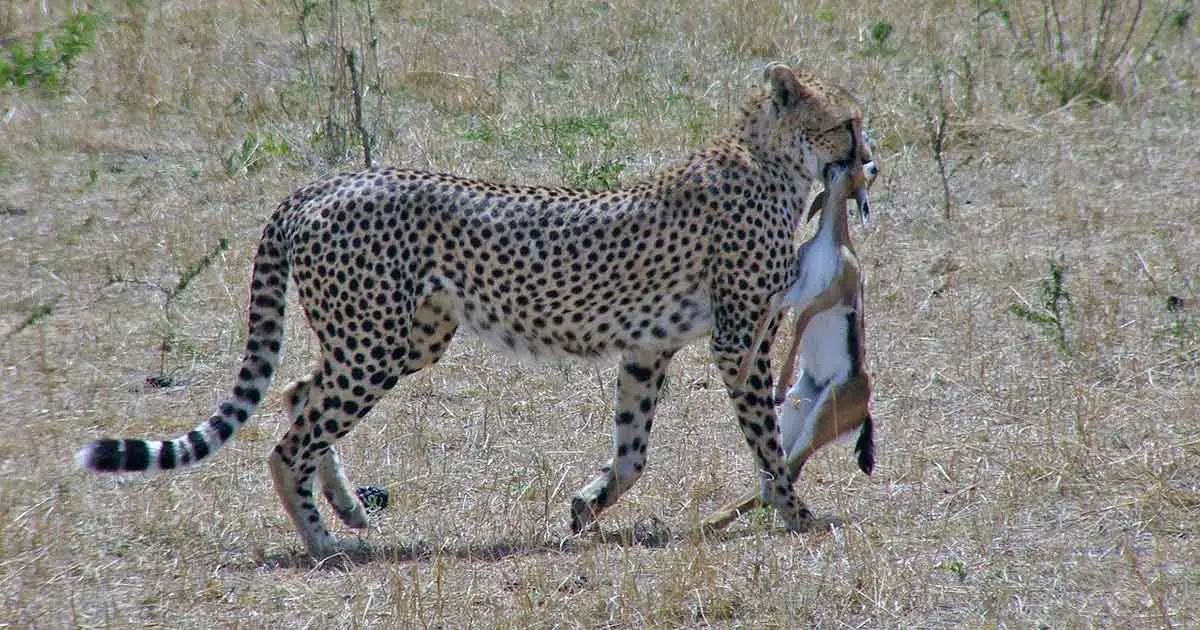 cheetah walking with an antelope in its mouth