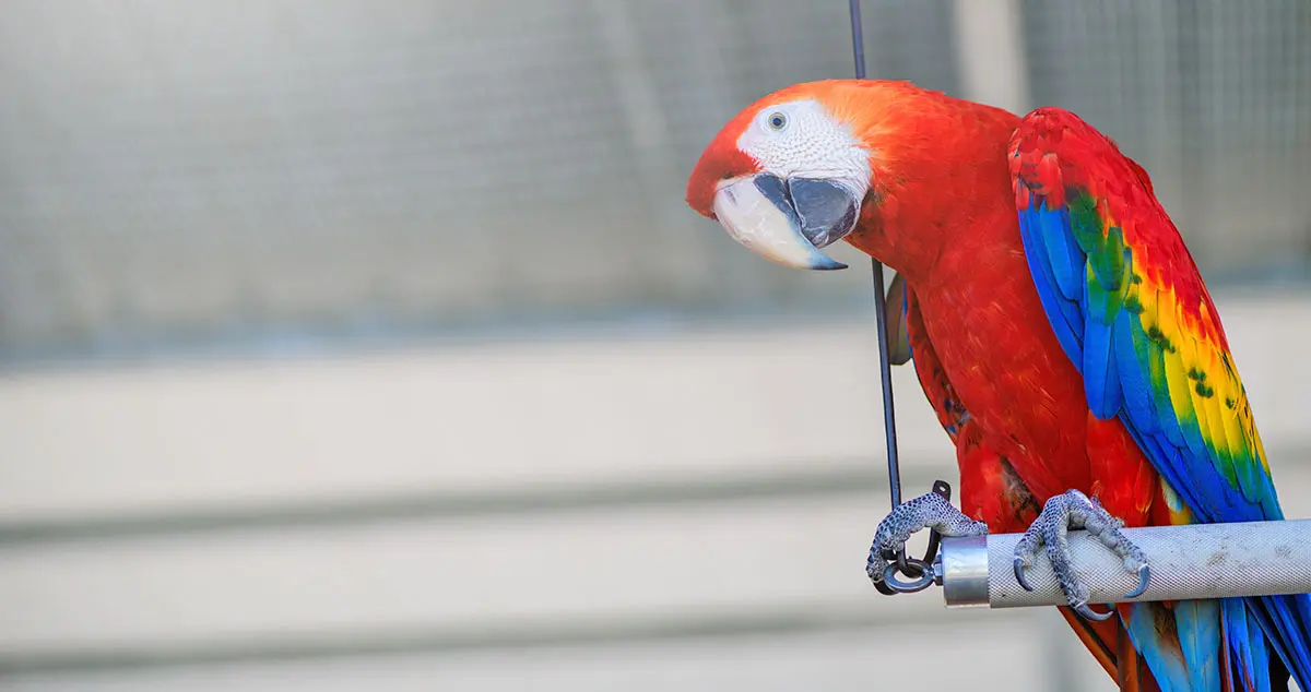 parrotperched