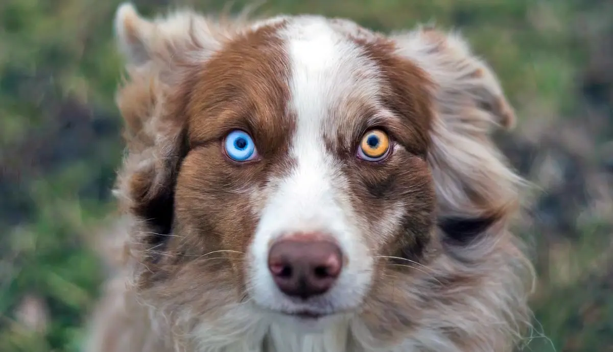 why do some dogs have heterochromia