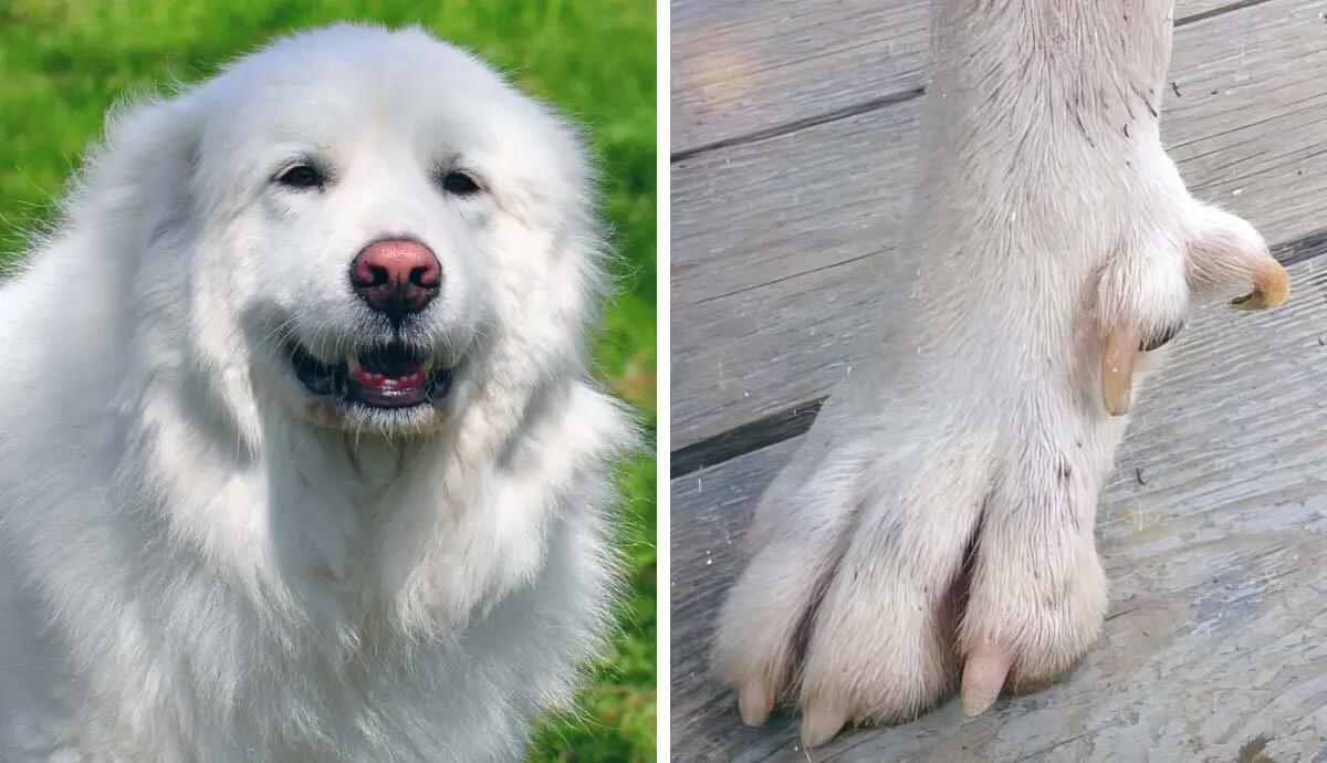 Great pyrenees dew claw