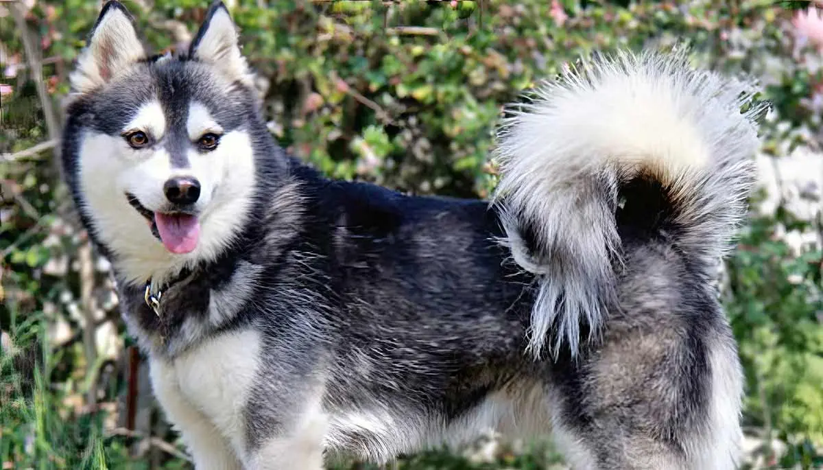 Alaskan klee kai 