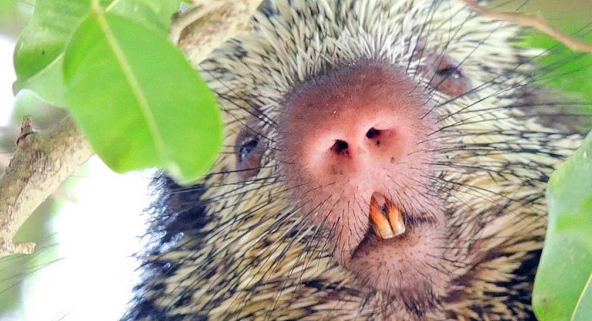 Mexican hairy dwarf porcupine face