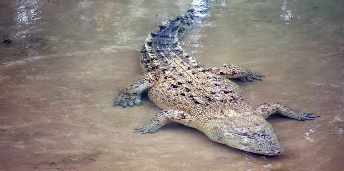 crocodile laying underwater murky water