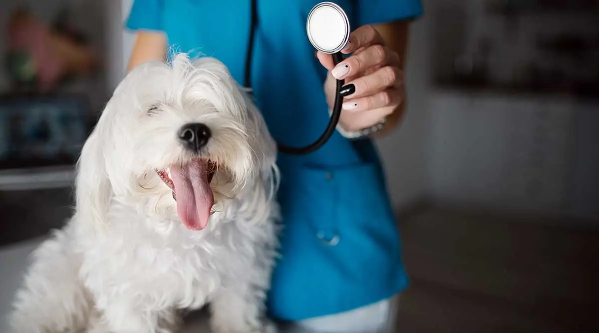 Dog_portrait_with_a_veterinarian_in_blue_uniform_holding_a_stethoscope_
