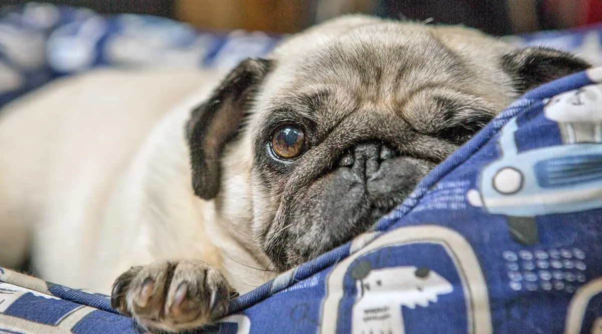 a pug lying on a blue blanket