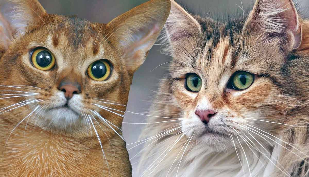 6 Of The Oldest Cat Breeds