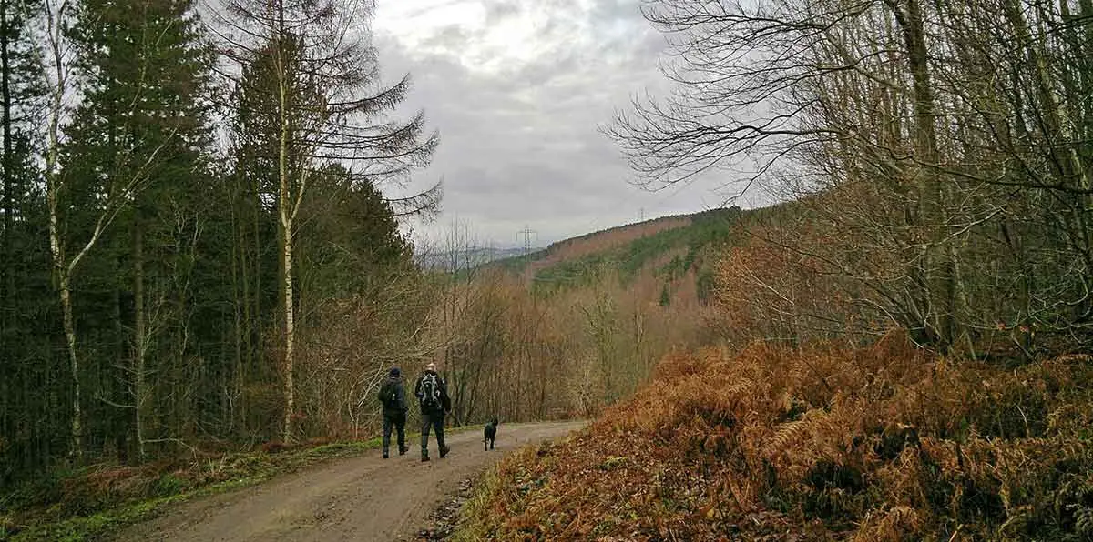 people walking in the woods