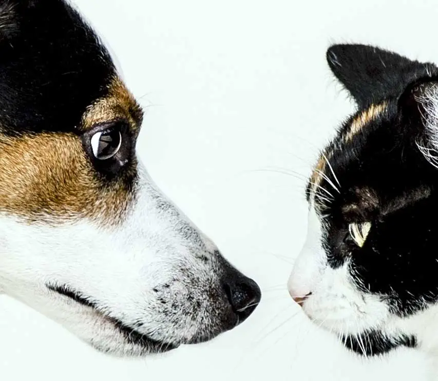 dog vs cat faceoff