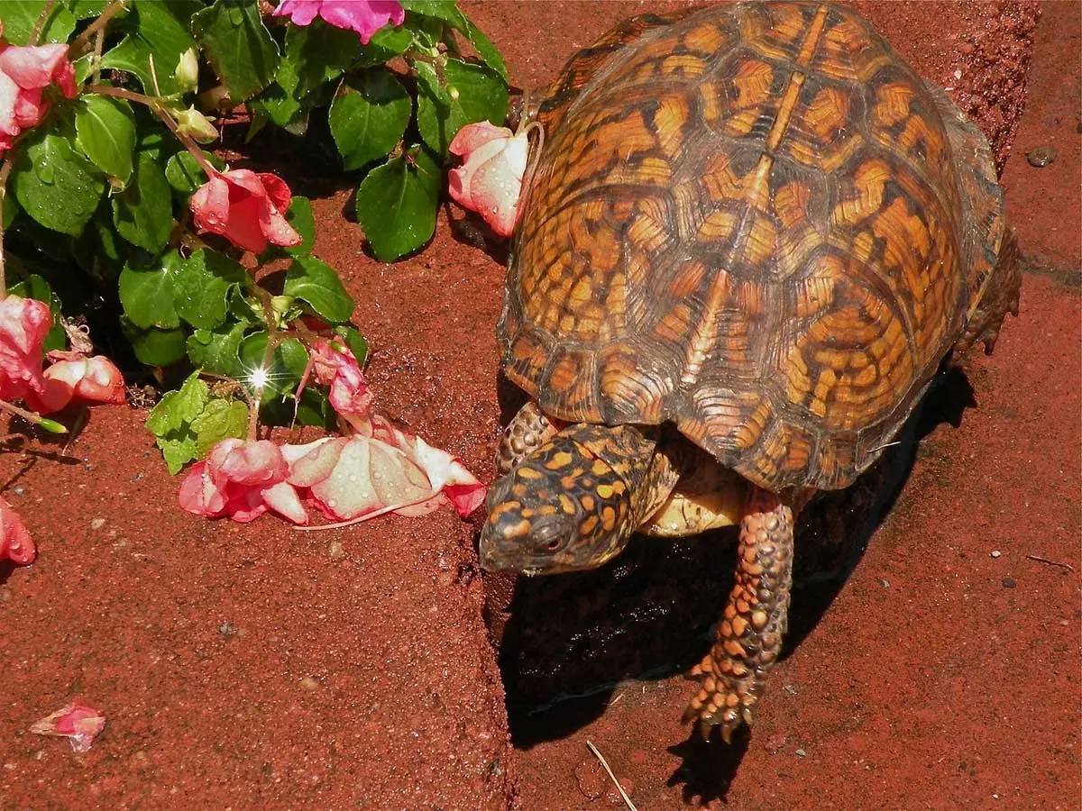 box turtle exotic pet species