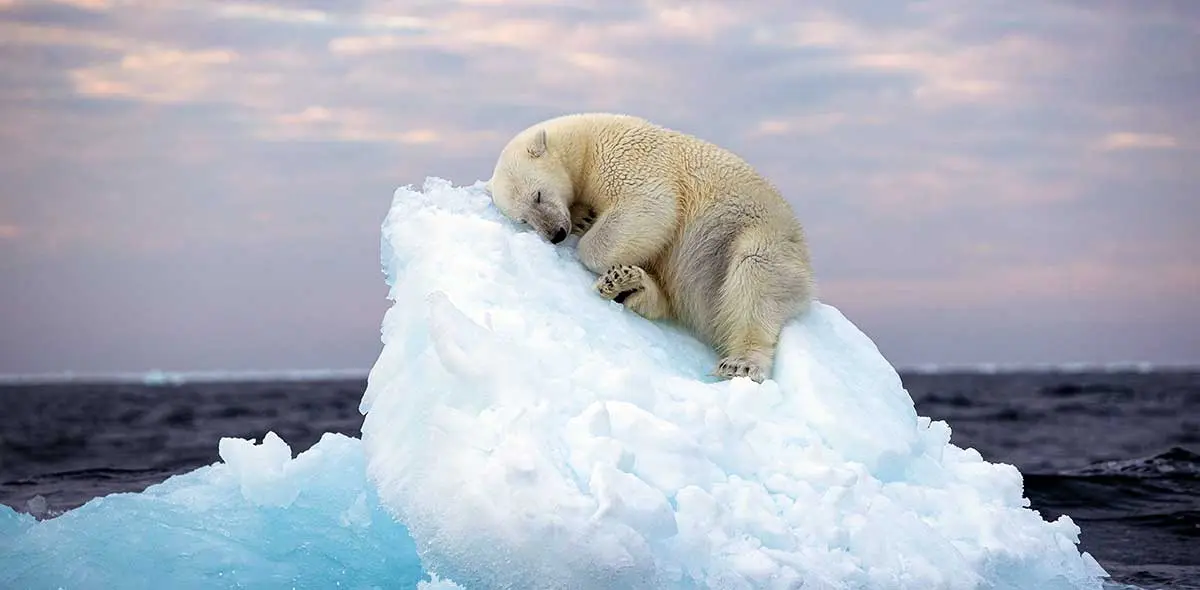 polar bear sleeping iceburg