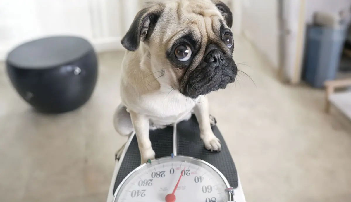 how do I know if my dog is underweight