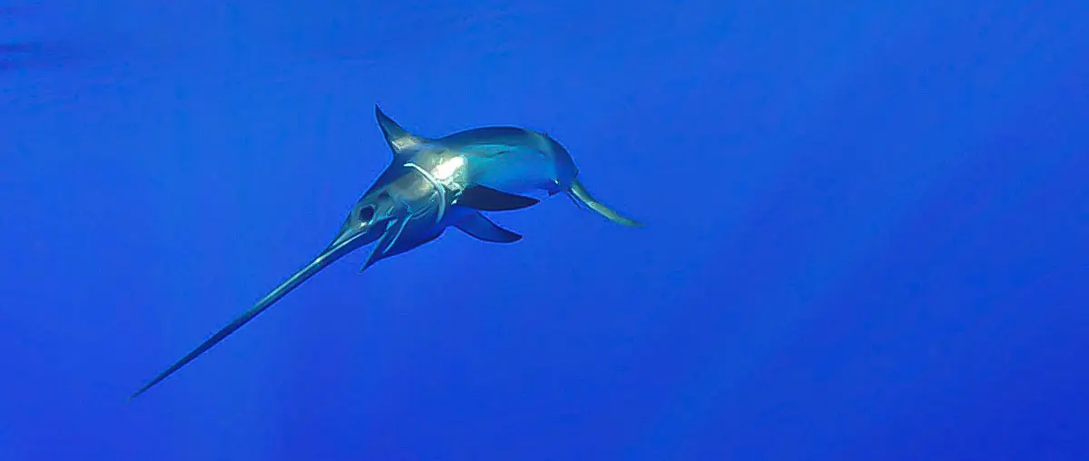 single swordfish swimming
