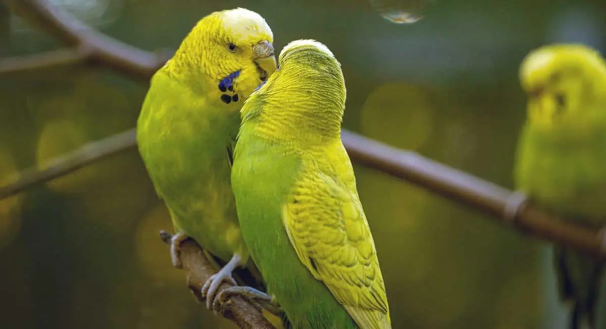 Budgerigars on a branch