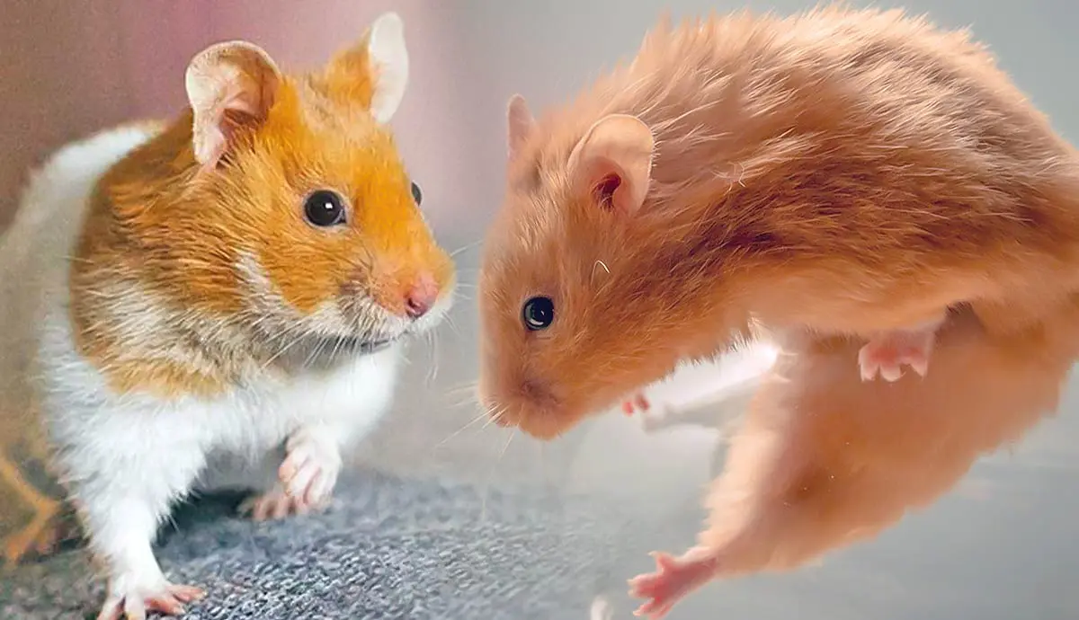 surprising hamster facts