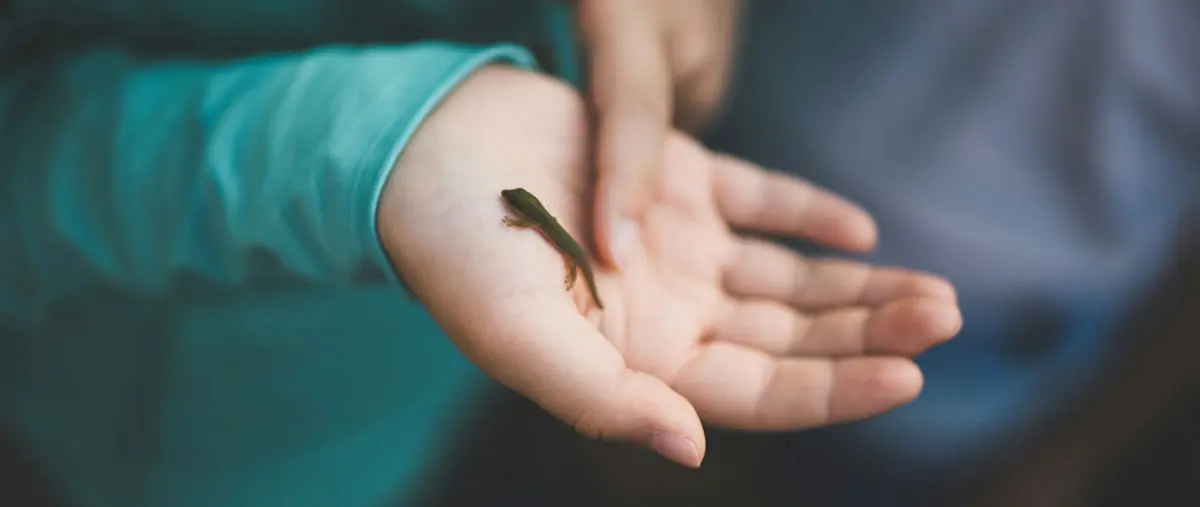 a person holding a small lizard