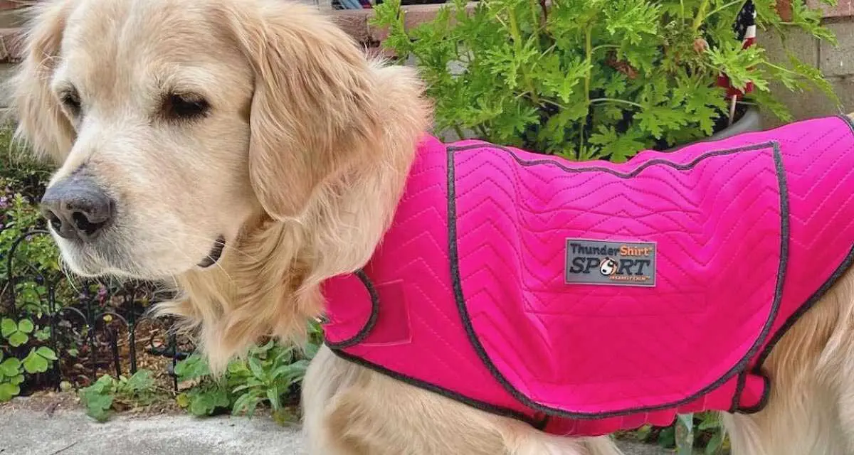 Dog Wearing Pink Thundershirt