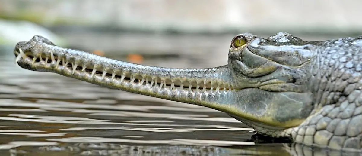 gharial water.jpg