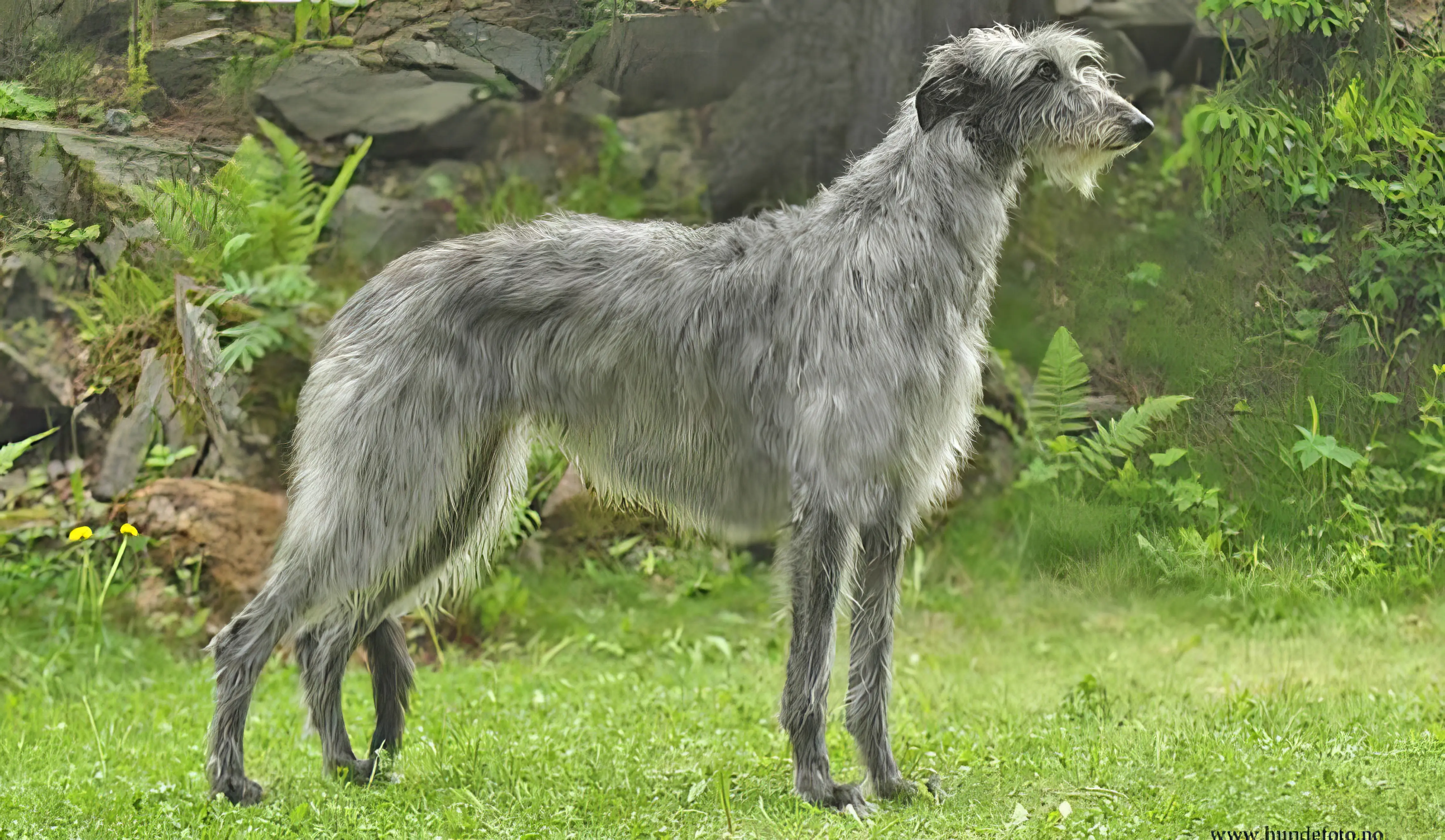scottish deerhound profile standing green grass topaz enhance 3.8x