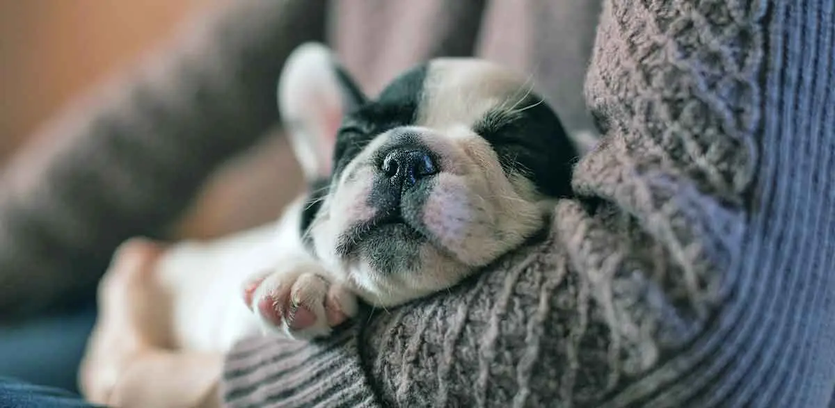 tiny puppy asleep in someones arms
