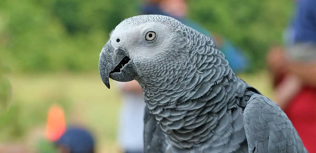 close up of African grey parrot