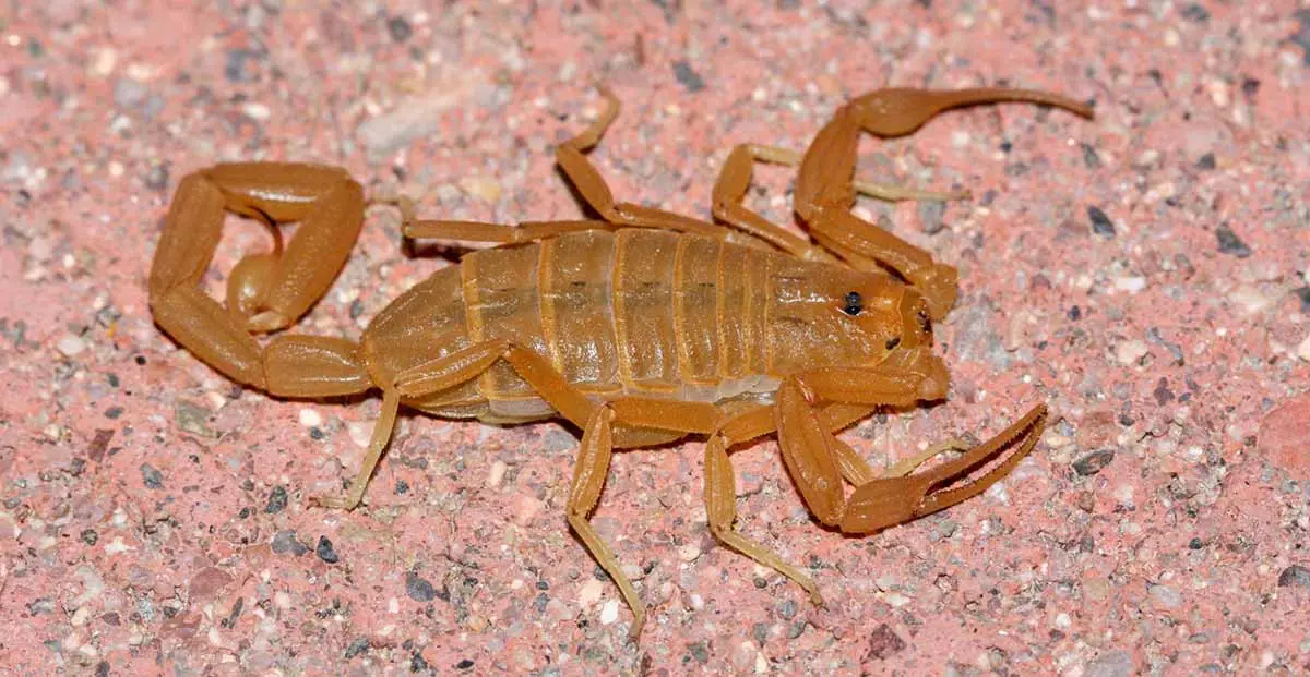 Bark scorpions have thick tails and small pincers
