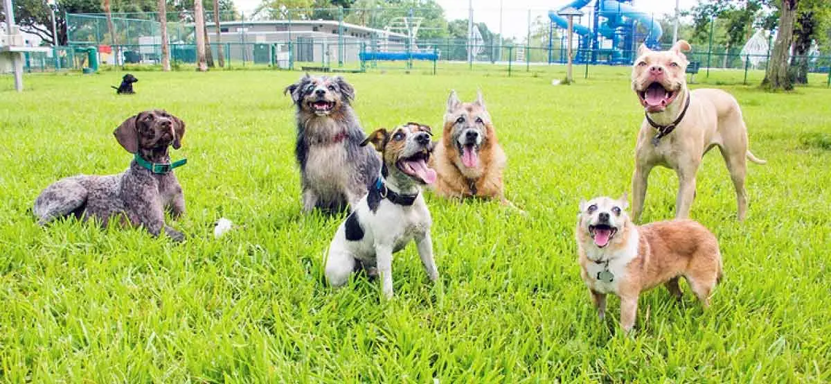 six dogs sitting on grass in dog park
