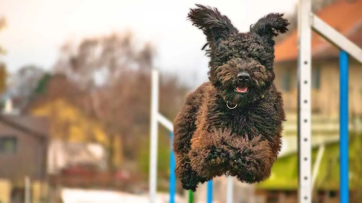 pumi jumping over obstacle