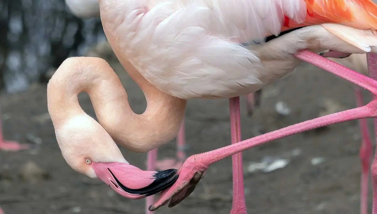 flamingo feet