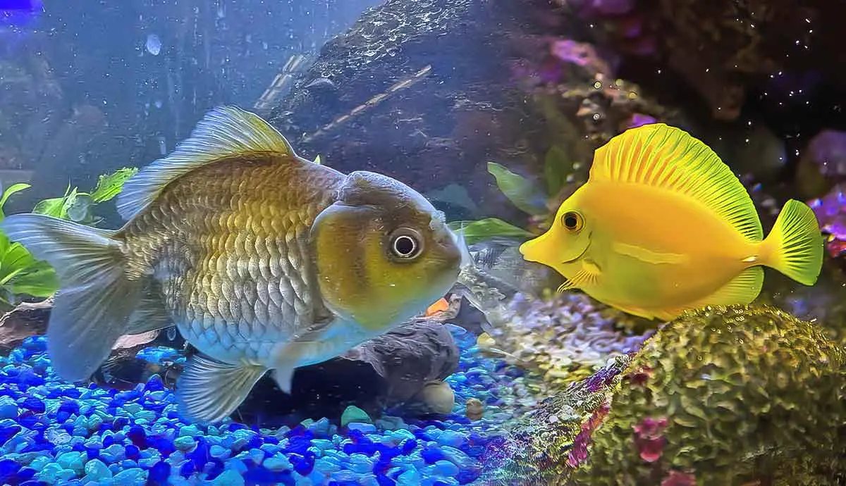 how to live in harmony with freshwater fish