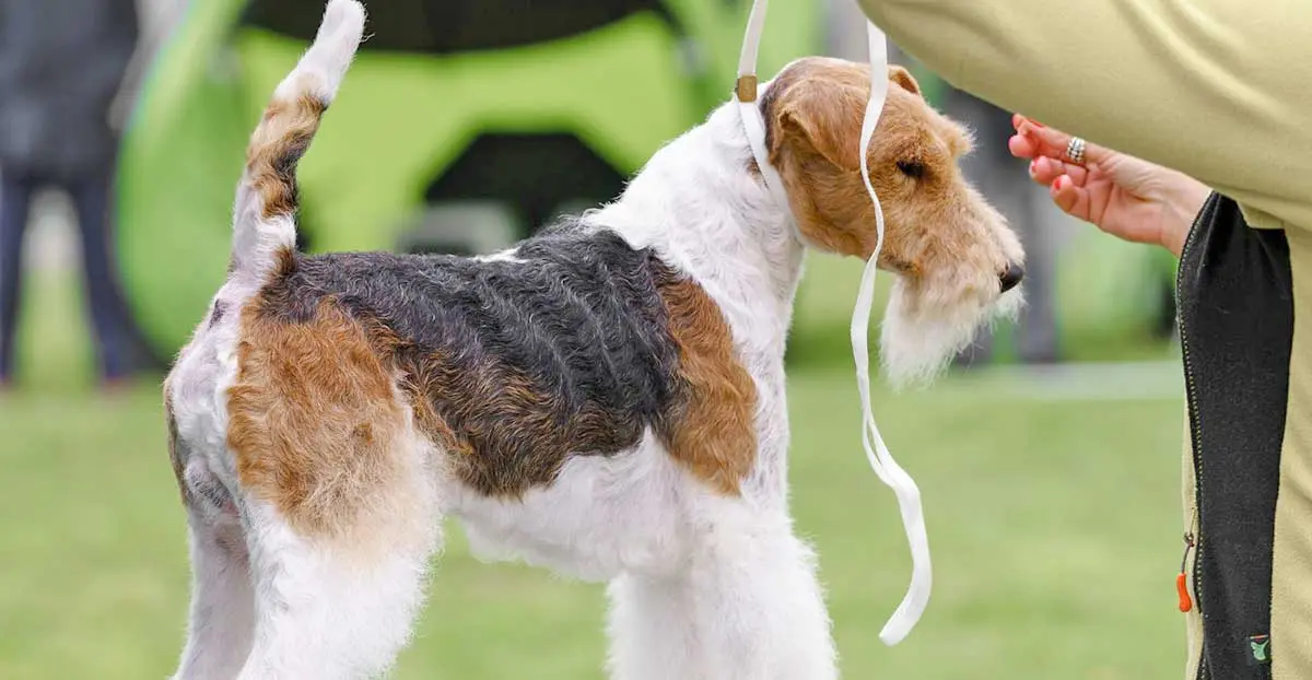 Wirefox terrier dog show