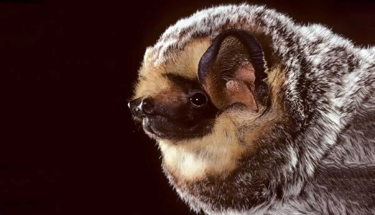 hawaiian hoary bat