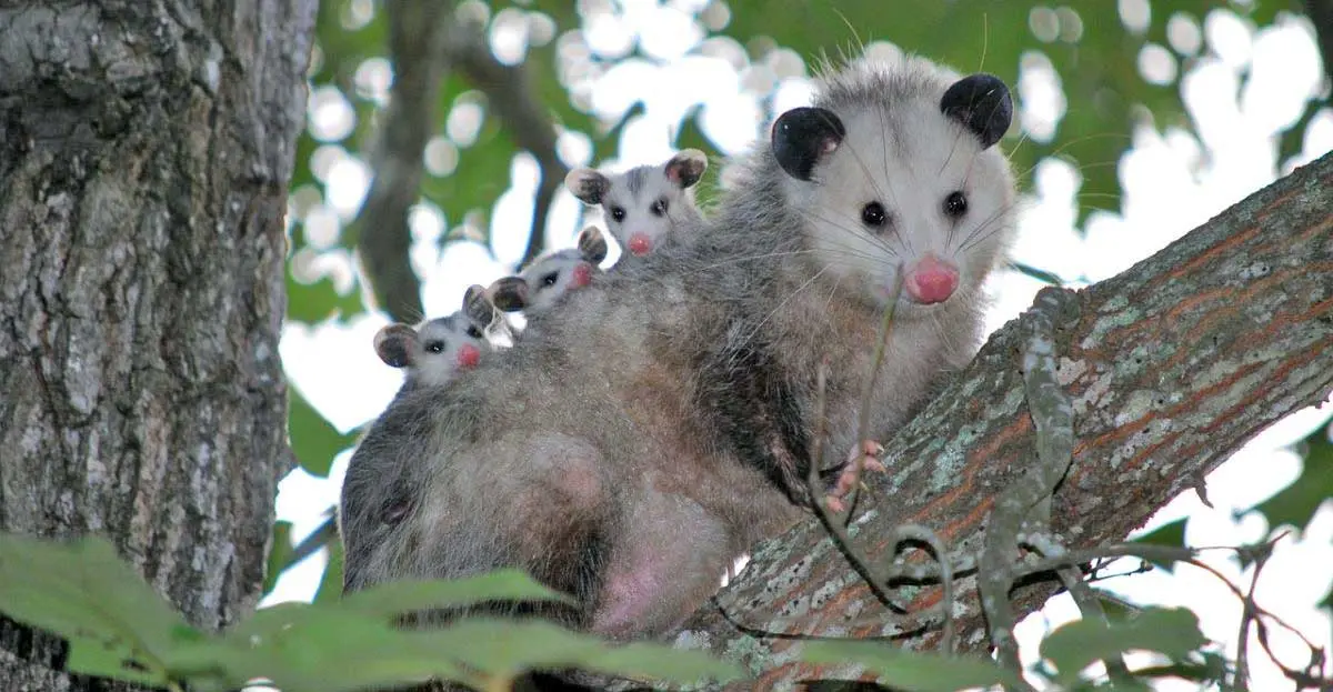 opossum with babies