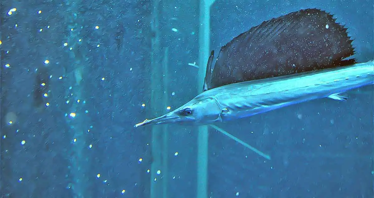 sailfish aquarium