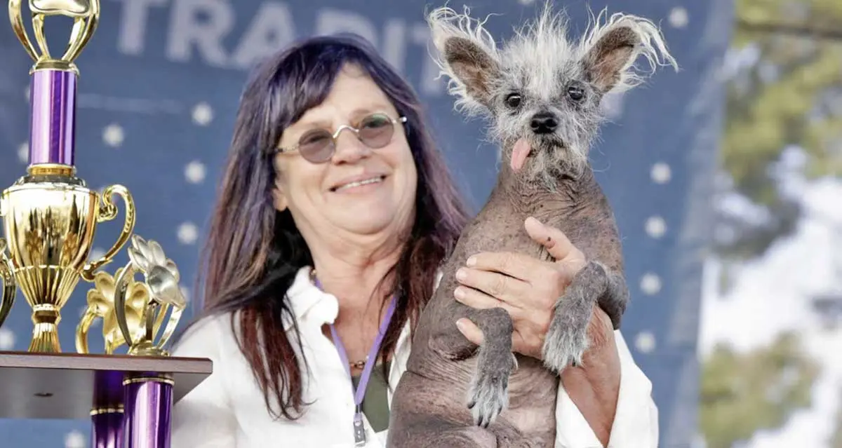 Chinese Crested winner