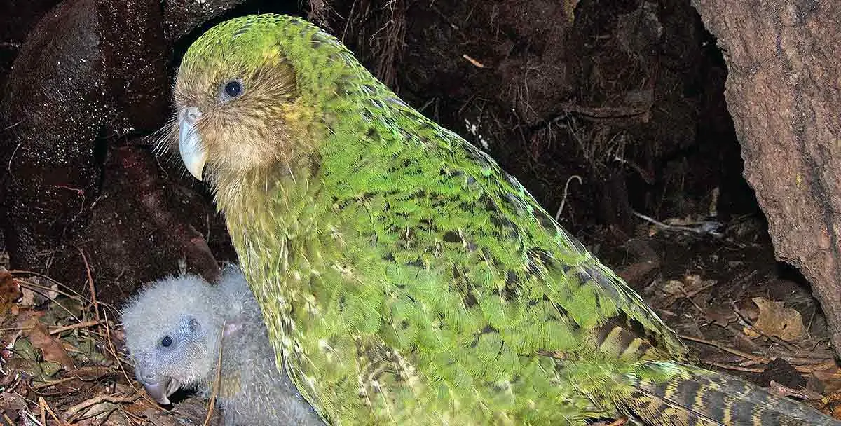 kakapo with chick