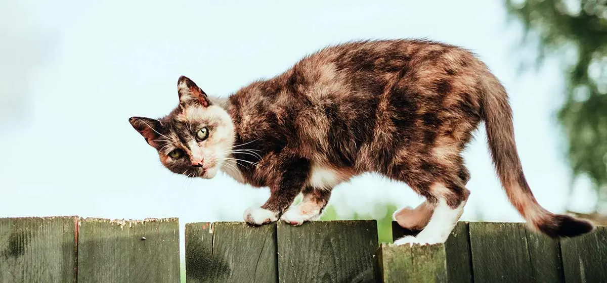 calico cat balancing on fence