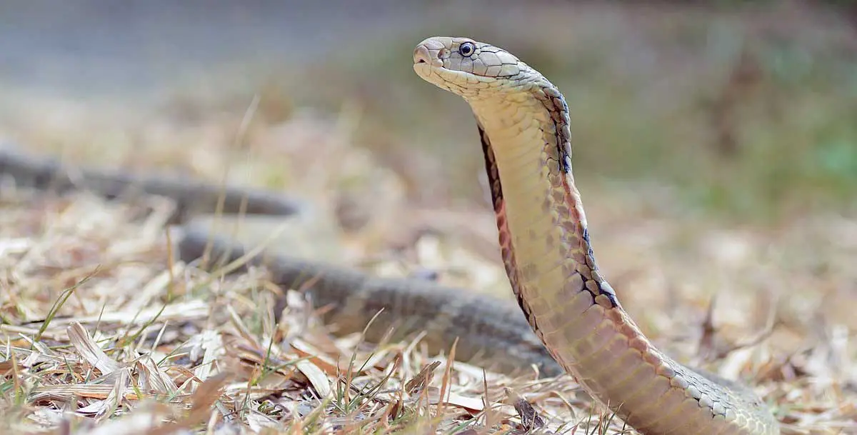 king cobra on grass