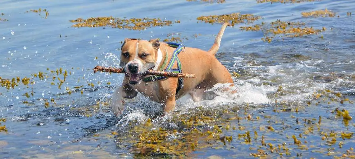 pitbull playing in water holding stick in its mouth