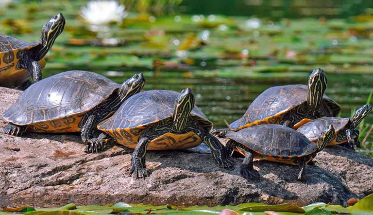 why do turtles live so long