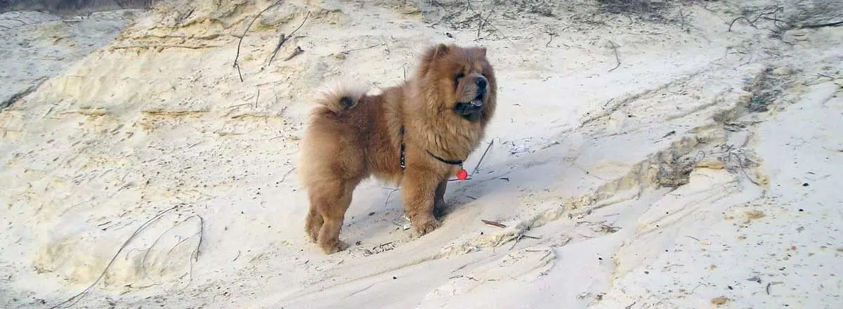 Chow Chow Dog at Beach in Sand