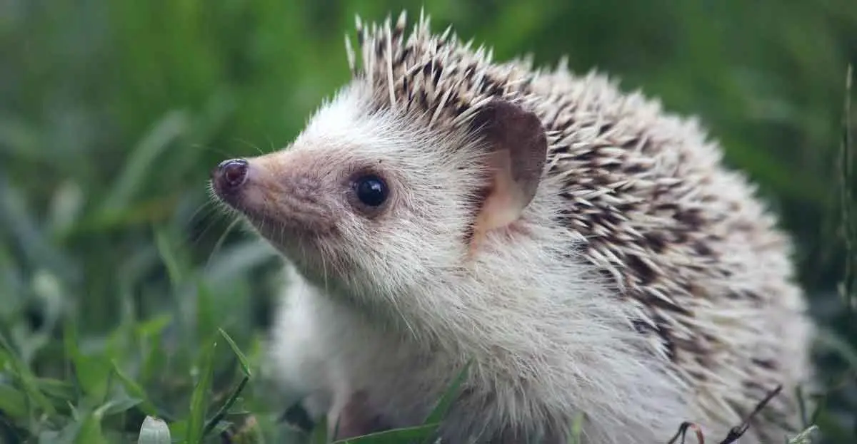 cute hedgehog mammalage