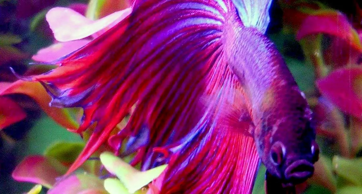 pink purple betta fish