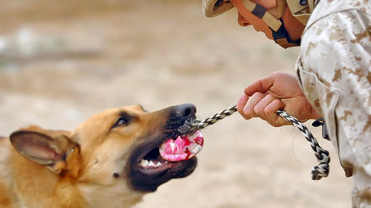 veteran with ESA dog