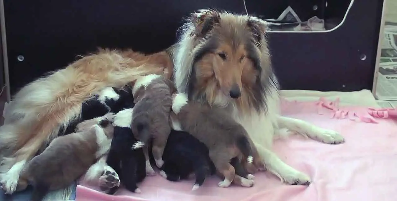 rough collie female and puppies