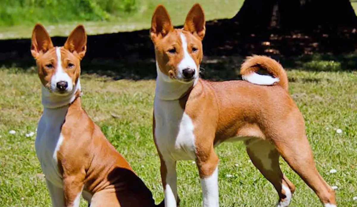 Basenji puppies sitting standing